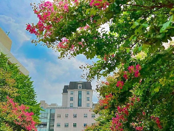 📍숙명여대 제1캠퍼스 배롱나무🌺